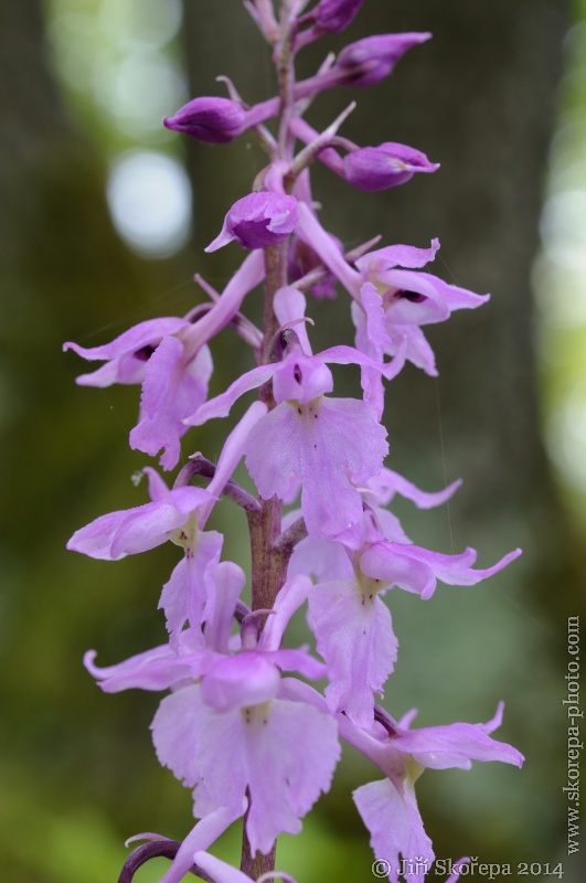 Orchis mascula var. fallax, vstavač mužský - Mramor, CHKO Český kras