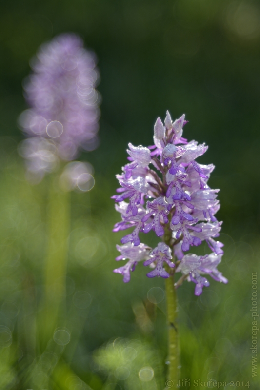 Orchis militaris, vstavač vojenský - Kroměřížsko