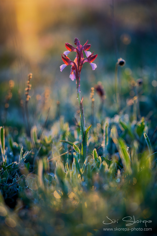 Orchis papilionacea, vstavač motýlovitý -  Gargano, Itálie