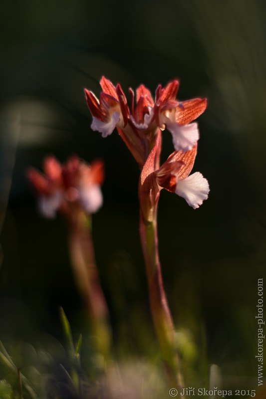 Orchis papilionacea, vstavač motýlovitý - Helios 40 85mm f1,5 - Gargáno, Italy