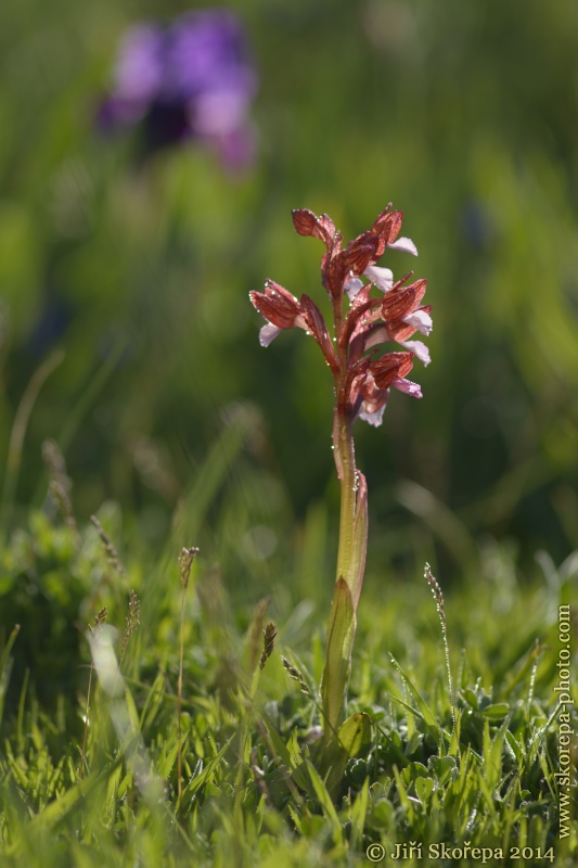 Orchis papilionacea, vstavač motýlovitý - Monte Sacro, Gargáno, Italia