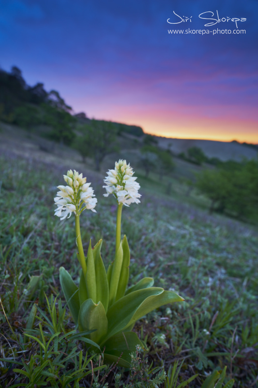 Orchis purpurea, vstavač nachový (bíle kvetoucí forma) - Brněnsko