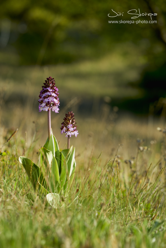 Orchis purpurea, vstavač nachový - Brněnsko