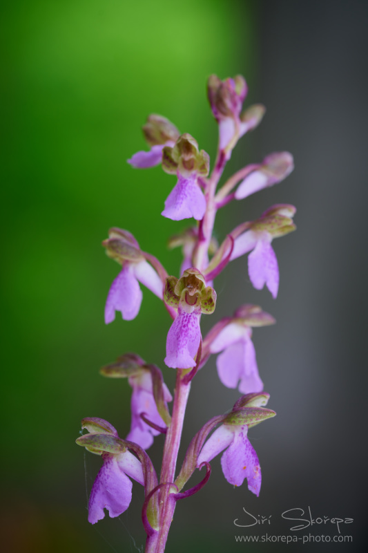 Orchis spitzelii – vstavač Spitzelův, Malá Fatra, Slovensko