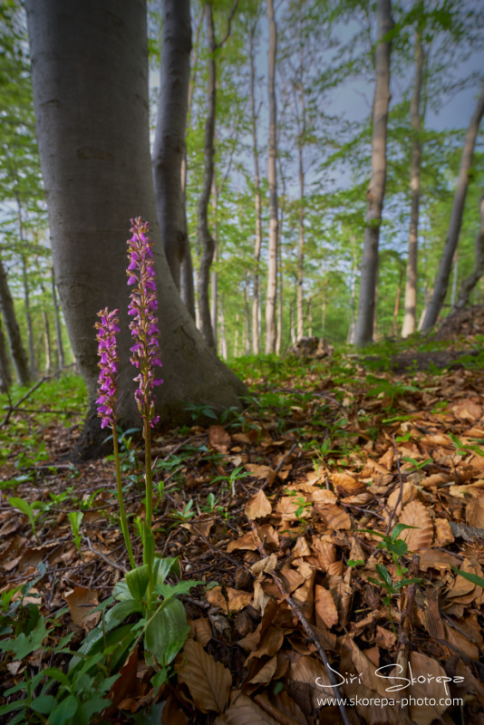 Orchis spitzelii – vstavač Spitzelův, Malá Fatra, Slovensko