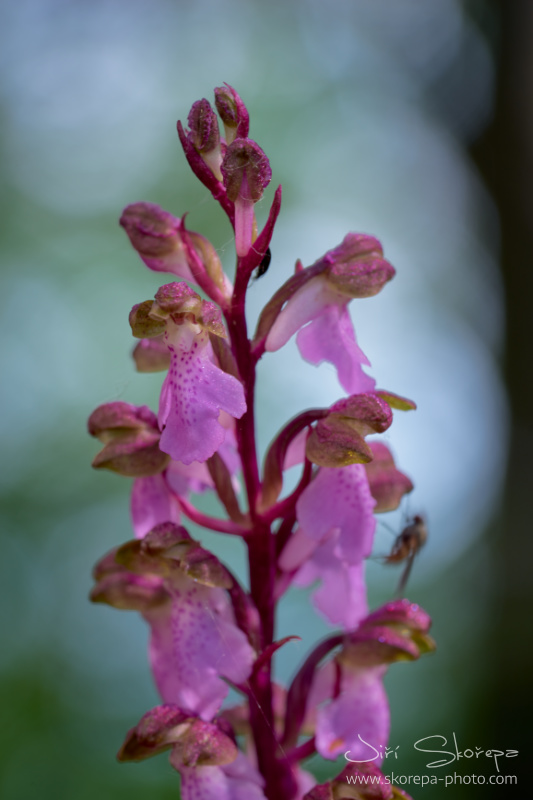 Orchis spitzelii – vstavač Spitzelův, Malá Fatra, Slovensko