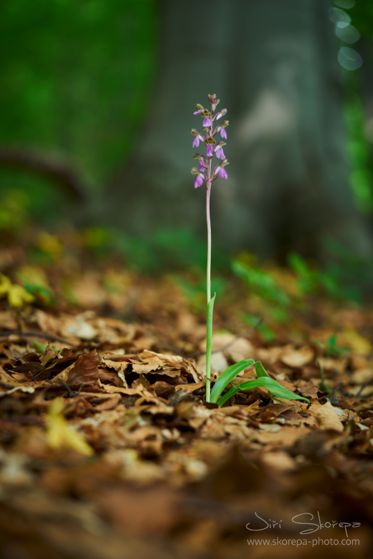 Orchis spitzelii – vstavač Spitzelův, Malá Fatra, Slovensko