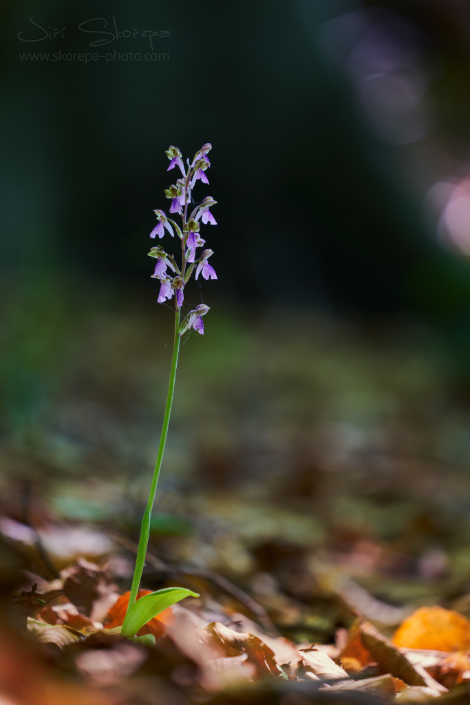 Orchis spitzelii, vstavač Spitzelův – Malá Fatra, Slovensko