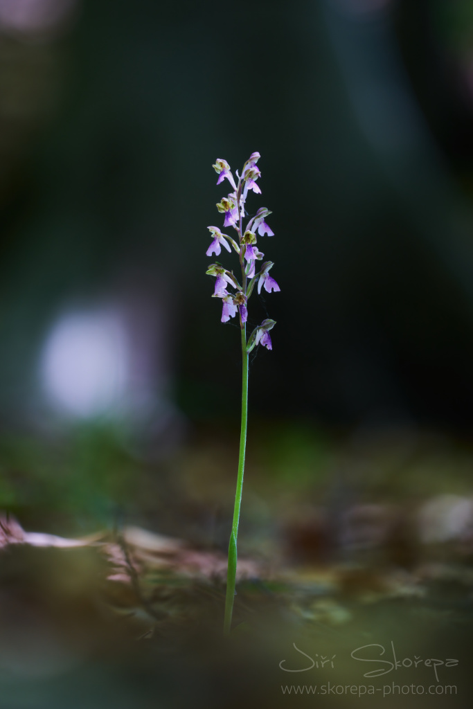 Orchis spitzelii, vstavač Spitzelův – Malá Fatra, Slovensko