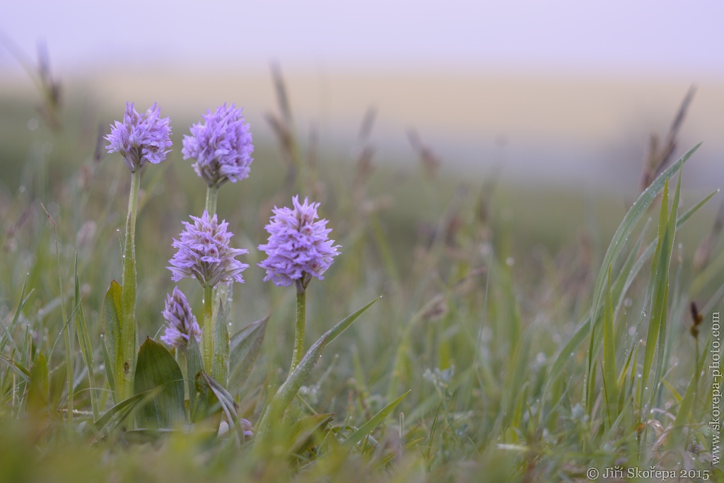 Orchis tridentata, vstavač trojzubý - Kroměřížsko