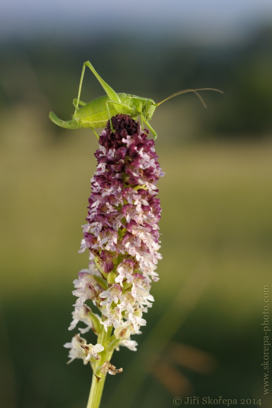 Orchis ustulata ssp. aestivalis, vstavač osmahlý letní - PR Drahy, CHKO Bílé Karpaty