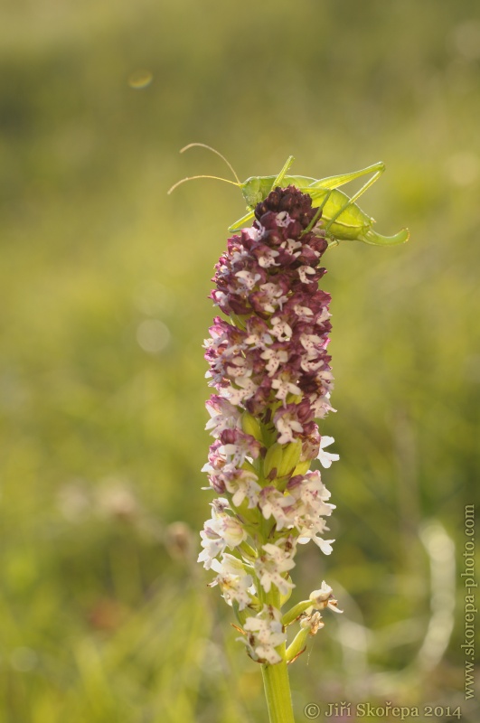 Orchis ustulata ssp. aestivalis, vstavač osmahlý letní - PR Drahy, CHKO Bílé Karpaty