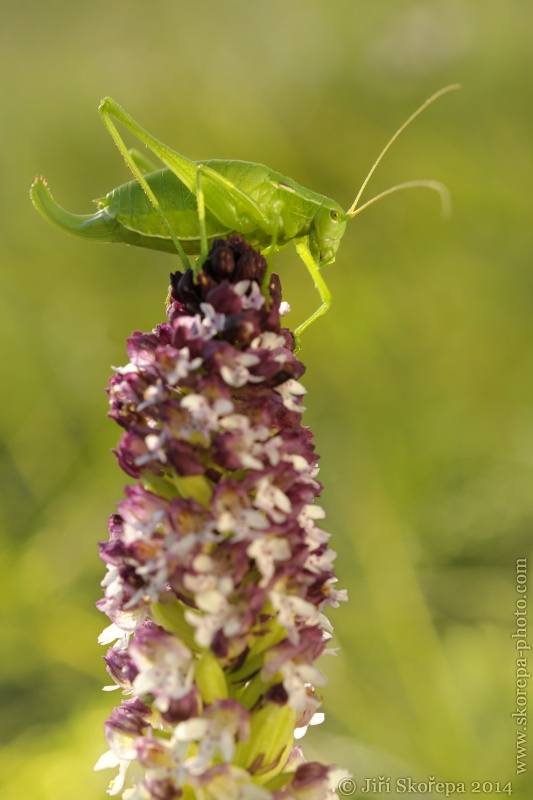 Orchis ustulata ssp. aestivalis, vstavač osmahlý letní - PR Drahy, CHKO Bílé Karpaty