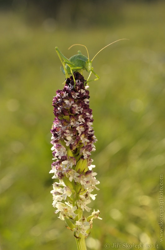 Orchis ustulata ssp. aestivalis, vstavač osmahlý letní - PR Drahy, CHKO Bílé Karpaty