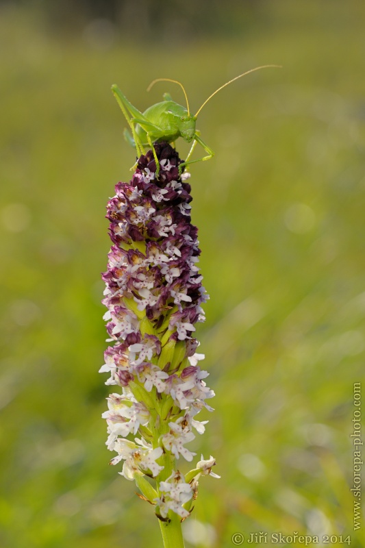 Orchis ustulata ssp. aestivalis, vstavač osmahlý letní - PR Drahy, CHKO Bílé Karpaty