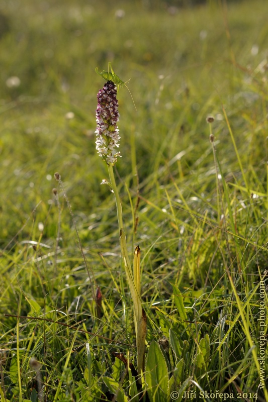 Orchis ustulata ssp. aestivalis, vstavač osmahlý letní - PR Drahy, CHKO Bílé Karpaty