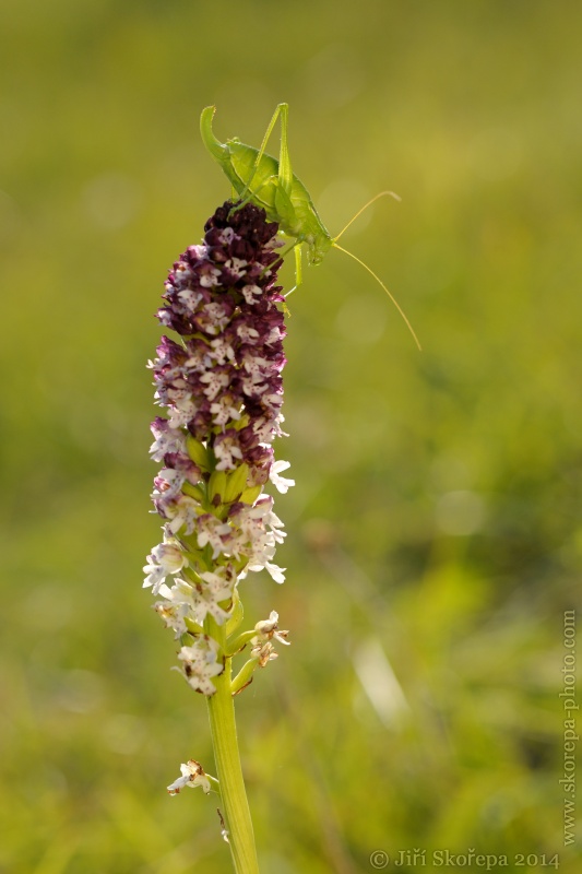 Orchis ustulata ssp. aestivalis, vstavač osmahlý letní - PR Drahy, CHKO Bílé Karpaty