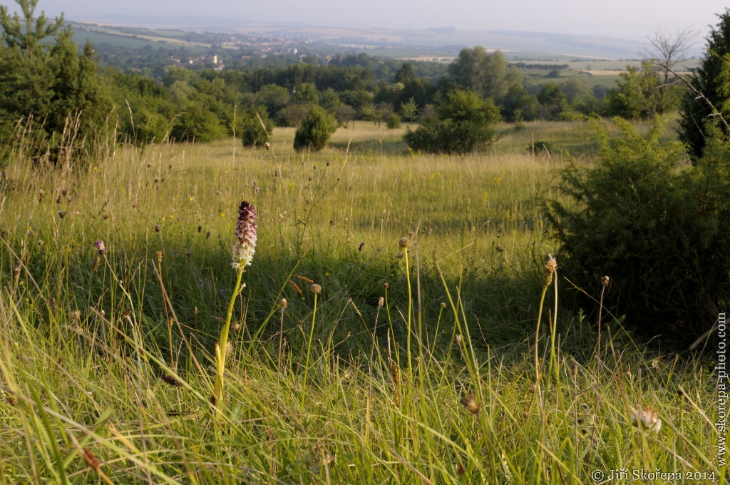 Orchis ustulata ssp. aestivalis, vstavač osmahlý letní - PR Drahy, CHKO Bílé Karpaty