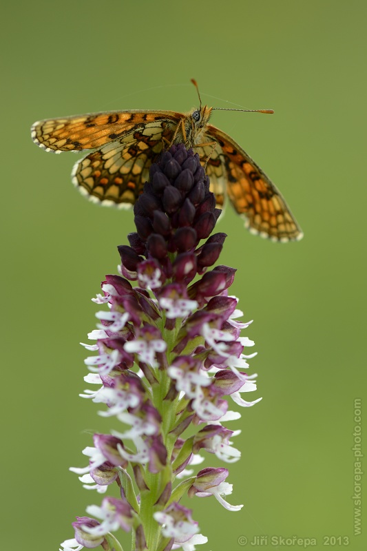 Orchis ustulata subsp. aestivalis, vstavač osmahlý letní - CHKO Bílé Karpaty