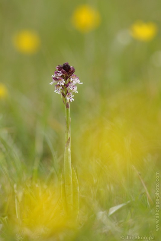 Orchis ustulata subsp ustulata, vstavač osmahlý pravý - Čepice, Klatovsko