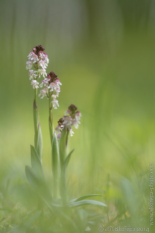 Orchis ustulata subsp. ustulata, vstavač osmahlý pravý - Úštěcká pahorkatina, Litoměřicko