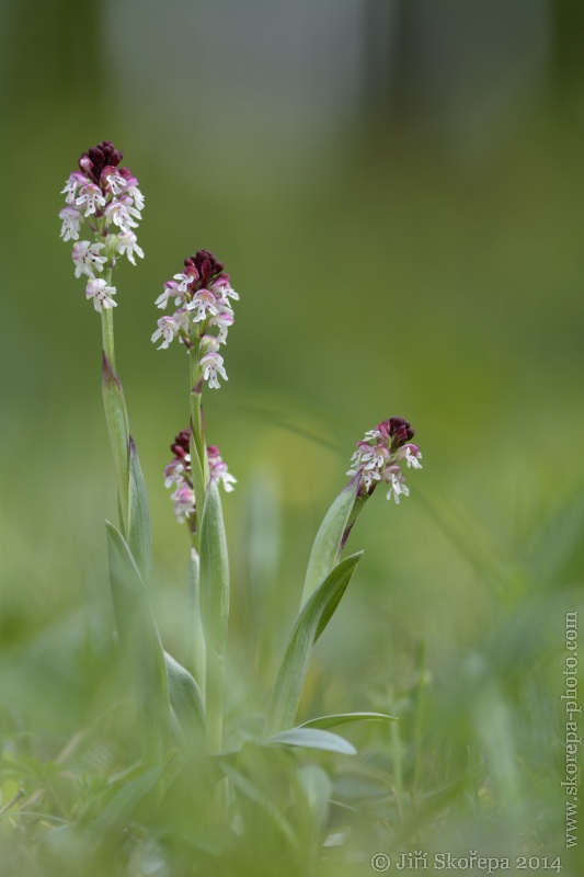 Orchis ustulata subsp. ustulata, vstavač osmahlý pravý - Úštěcká pahorkatina, Litoměřicko