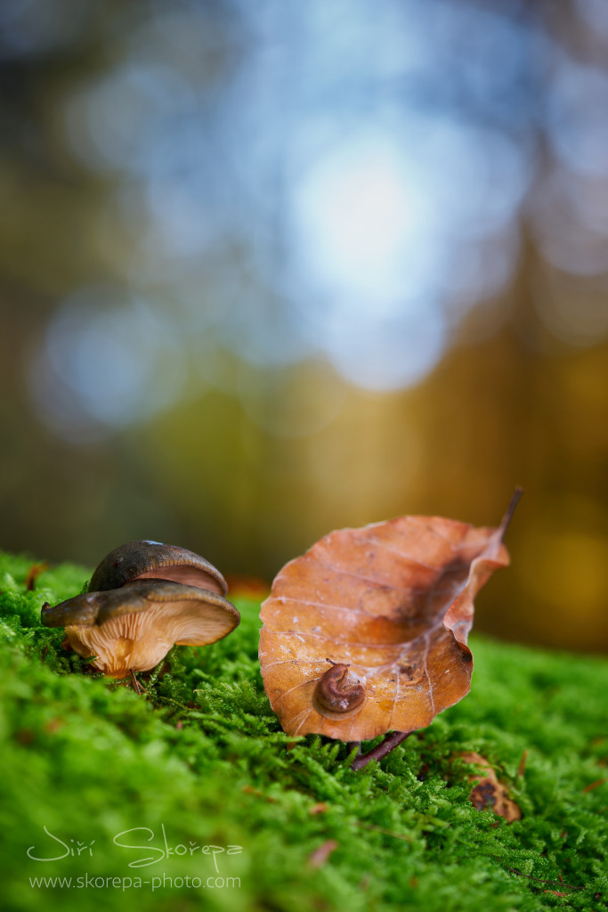 Panellus serotinus, pařezník pozdní – Humpolec, Vysočina