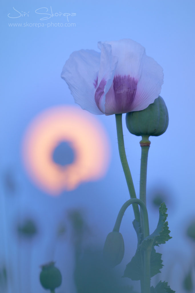 Papaver somniferum, mák setý – Petrovice, Vysočina