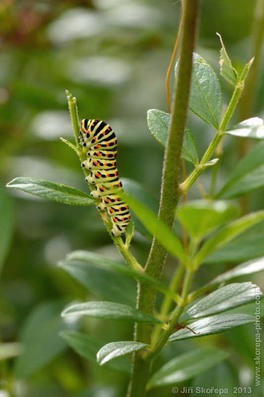 Papilio machaon, otakárek fenyklový, housenka - NPR Karlštejn, CHKO Český kras