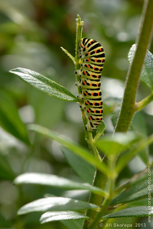 Papilio machaon, otakárek fenyklový, housenka - NPR Karlštejn, CHKO Český kras