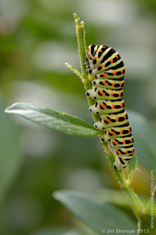 Papilio machaon, otakárek fenyklový, housenka - NPR Karlštejn, CHKO Český kras