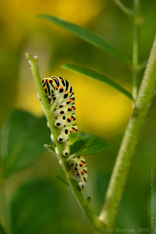 Papilio machaon, otakárek fenyklový, housenka - NPR Karlštejn, CHKO Český kras