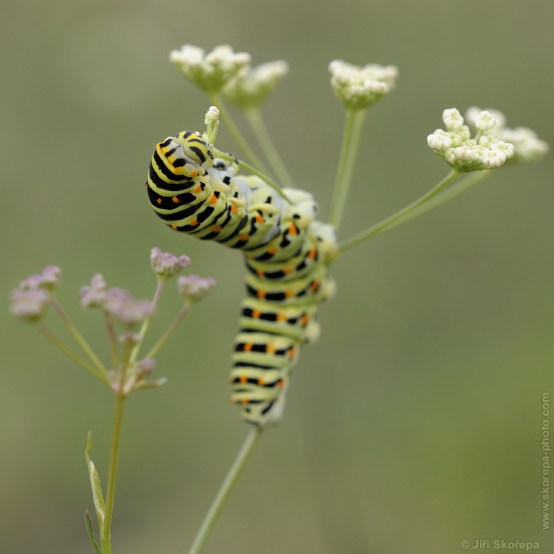 Papilio machaon, otakárek fenyklový - Kotel, CHKO Pálava