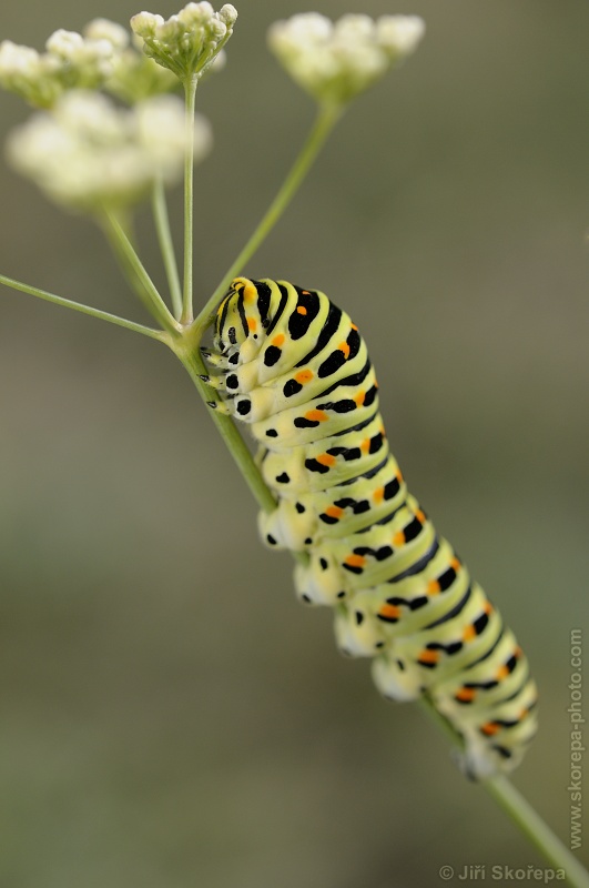 Papilio machaon, otakárek fenyklový - Kotel, CHKO Pálava