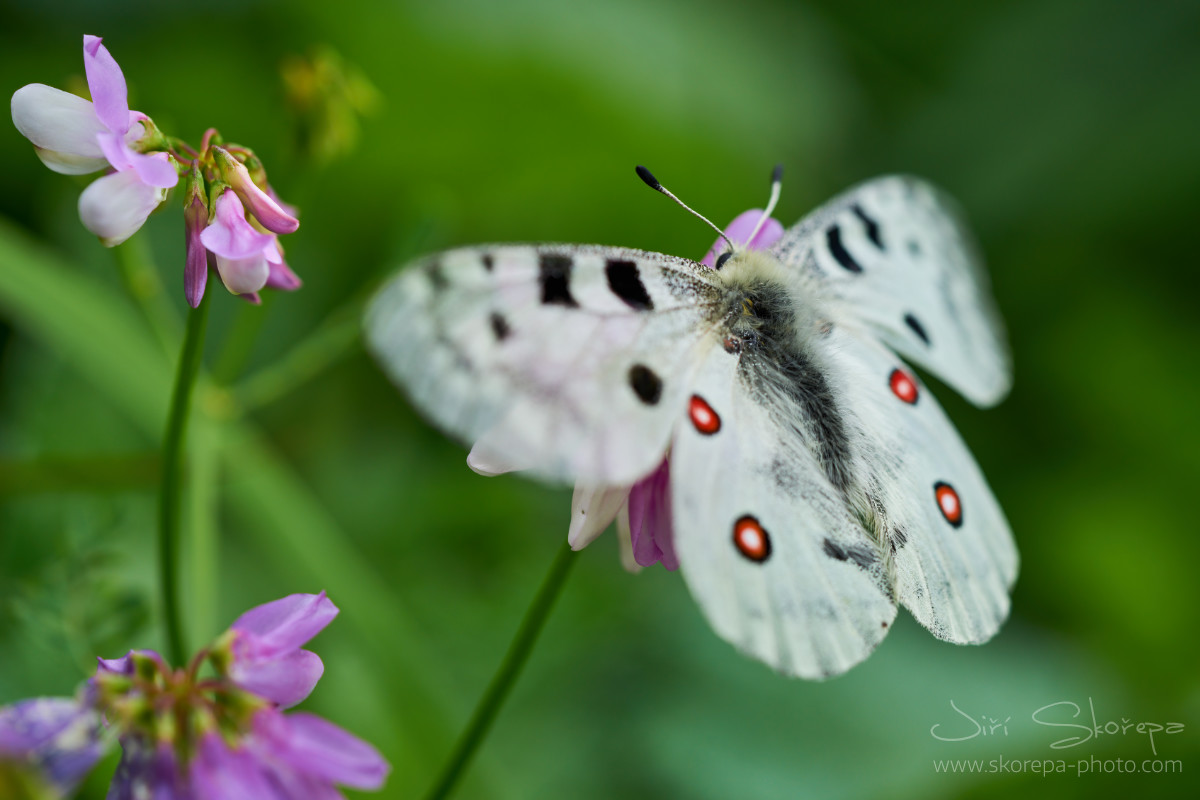 Parnassius apollo, jasoň červenooký – Muráňská planina, Slovensko