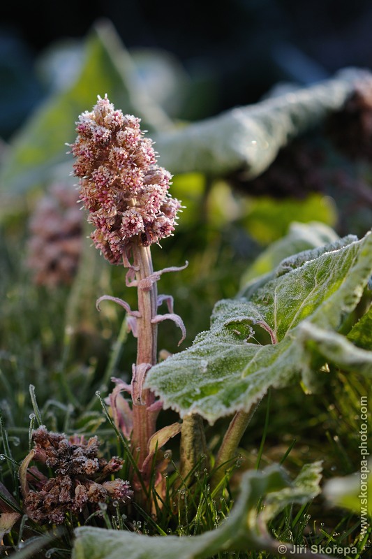 Petasites hybridus, devětsil lékařský - Hodětín, Vltavotýnsko