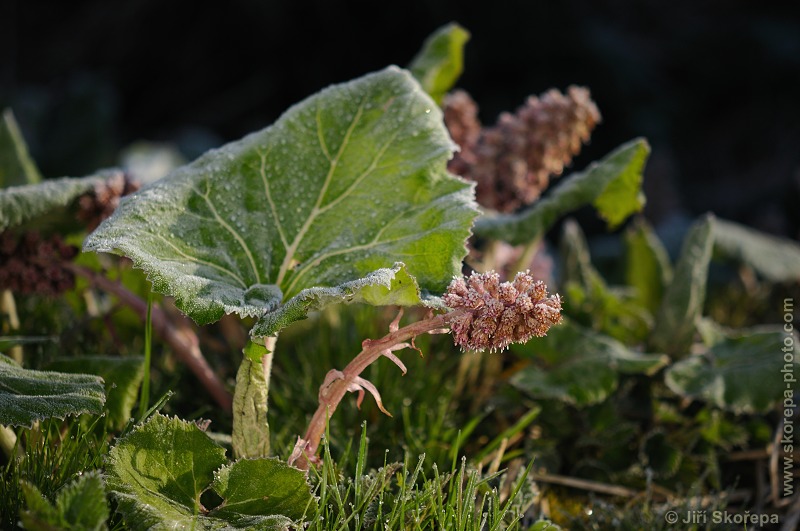 Petasites hybridus, devětsil lékařský - Hodětín, Vltavotýnsko