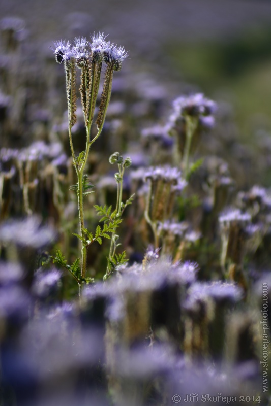 Phacelia tanacetifolia, svazenka vratičolistá - Táborsko.