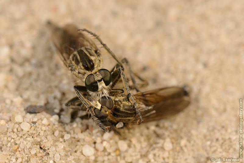 Philonicus albiceps, roupec