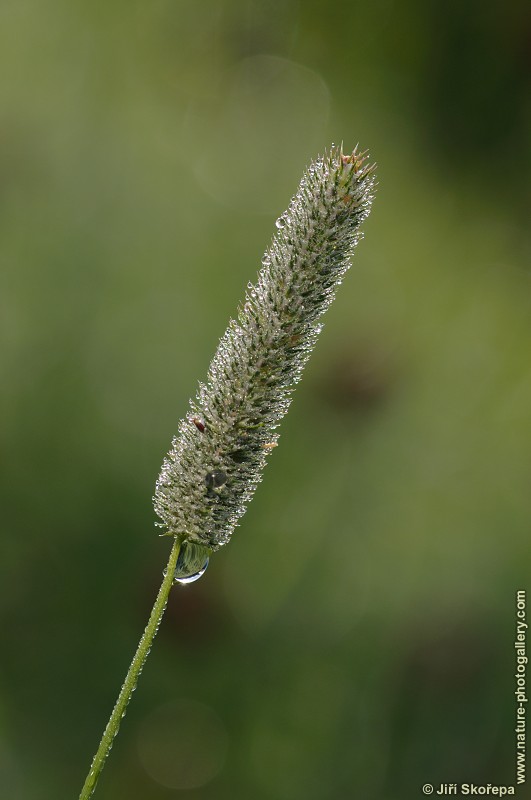 Phleum pratense, bojínek luční