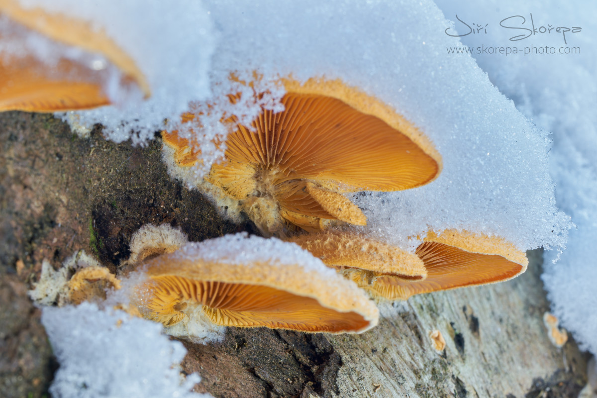 Phyllotopsis nidulans, hlíva hnízdovitá – Kletečná, Humpolecko