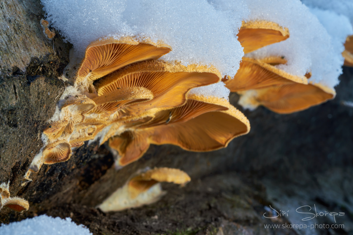 Phyllotopsis nidulans, hlíva hnízdovitá – Kletečná, Humpolecko