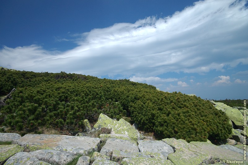 Pinus mugo, borovice kleč