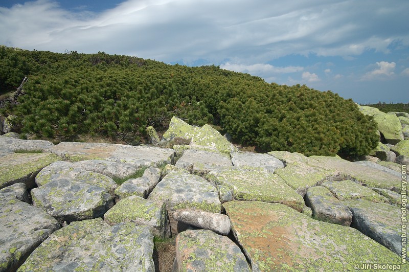 Pinus mugo, borovice kleč