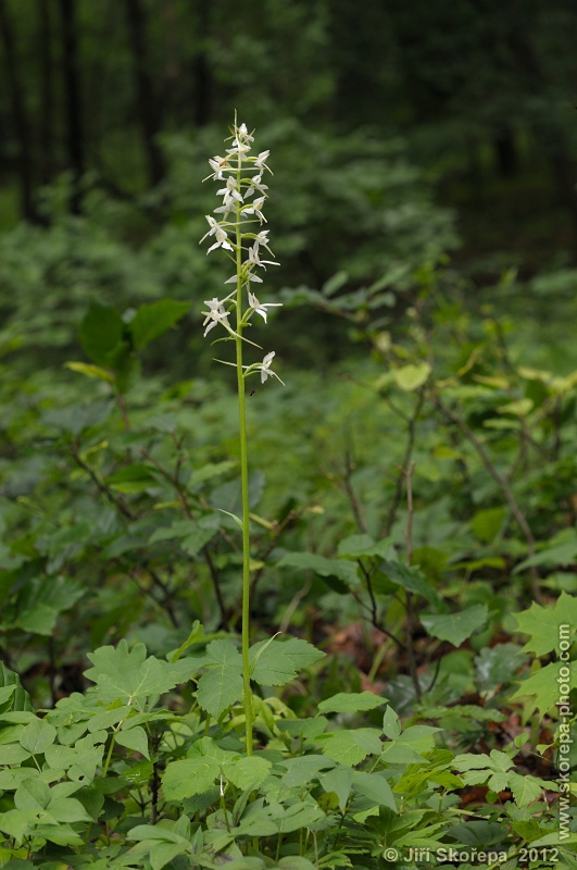 Platanthera bifolia, vemeník dvoulistý - NPR Karlštejn, CHKO Český kras