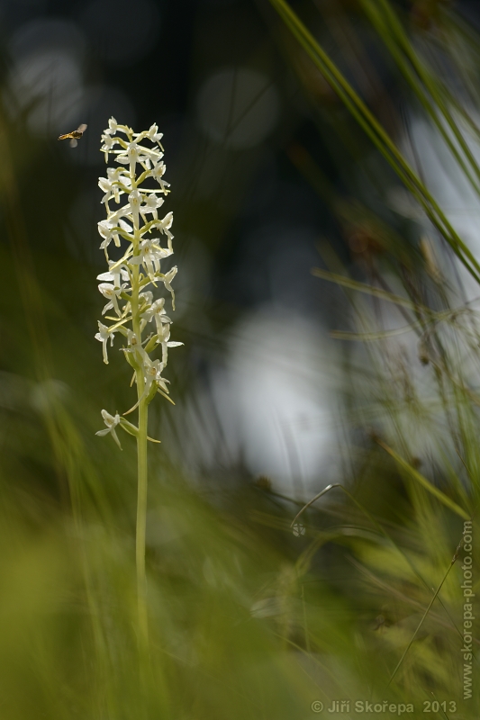 Platanthera bifolia, vemeník dvoulistý - PP Jesení, Táborsko