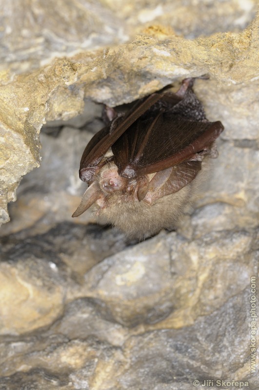 Plecotus auritus, netopýr ušatý - NPR Karlštejn, CHKO Český kras