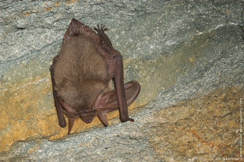 Plecotus austriacus, netopýr dlouhouchý, zimující jedinec