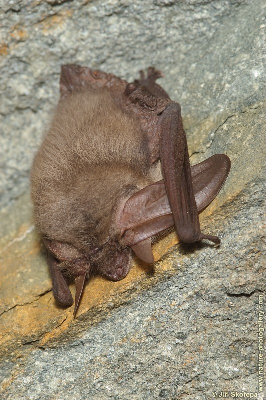 Plecotus austriacus, netopýr dlouhouchý, zimující jedinec