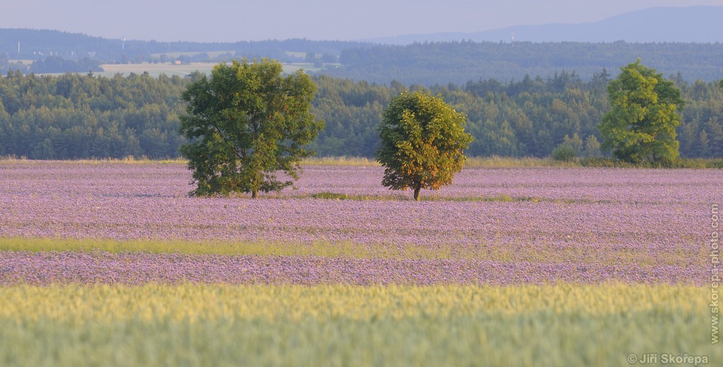 Podvečer u  Hlavatců, Táborsko